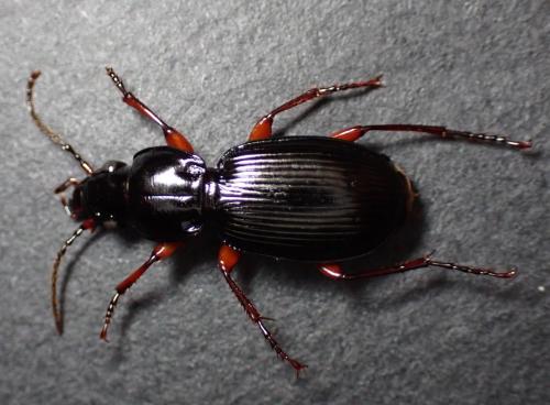 Pterostichus madidus
